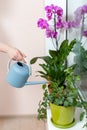 The girl florist watered the house plants from the watering can. On the window-sill is a pot of orchid, zamioculcas and dieffenbac Royalty Free Stock Photo
