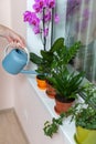 The girl florist watered the house plants from the watering can. On the window-sill is a pot of orchid, zamioculcas and dieffenbac Royalty Free Stock Photo