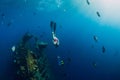 Girl freediver swimming with fins at Liberty wreck ship. Freediving in ocean Royalty Free Stock Photo