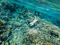 Tourist Snorkeling Turquoise Red Sea Egypt