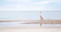 The girl in full growth stands on the beach, ocean. A blond woman in a long beige skirt and a warm white light walks along the coa Royalty Free Stock Photo