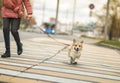 Girl with a corgi dog puppy on a strapped leash safely cross the road on a pedestrian on a city street