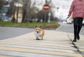 Girl with a funny corgi dog puppy on a strapped leash safely cross the road on a pedestrian on a city street