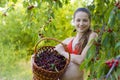 Girl in garden with a sweet cherry basket