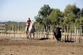 Girl Gardian working a herd of bulls Royalty Free Stock Photo