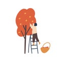 Girl gathering autumn harvest flat vector illustration. Woman standing on ladder and picking apples isolated design