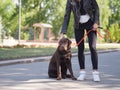 The girl gives commands to the dog, the dog is trained