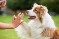 Girl gives a dog high five Royalty Free Stock Photo