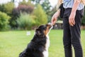 Girl gives a dog a treat