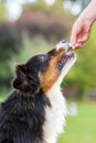 Girl gives a dog a treat Royalty Free Stock Photo