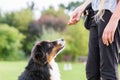 Girl gives a dog a treat Royalty Free Stock Photo