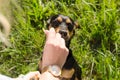 Girl gives a treat to a cute dog on a walk in the park on a summer evening Royalty Free Stock Photo