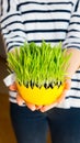 Girl giving green oat sprouts for easter Royalty Free Stock Photo