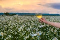 Girl in daisies