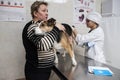 Girl with glasses a veterinarian makes an external examination of a sick dog before vaccination6