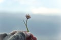 Girl with glove hand holding a beautiful white Daisy on the horizont. Beautiful tranquil nature represent peaceful moment Royalty Free Stock Photo