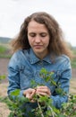 Girl at gloves cleaning ficus plant Royalty Free Stock Photo