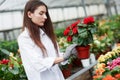 Girl with gloves on her hands holding pot with red flowers Royalty Free Stock Photo