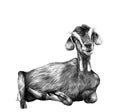 Girl goat with dangles from the bottom of the muzzle lies Royalty Free Stock Photo