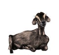 Girl goat with dangles from the bottom of the muzzle lies Royalty Free Stock Photo