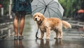 Girl and golden retriever puppy dog standing on footpath under an Royalty Free Stock Photo