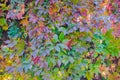 Girlish grapes on backlit trellis Royalty Free Stock Photo