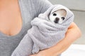 Girl groomer holds small dog towel after washing wool in shower for further hair cutting