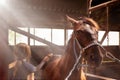 Girl grooming horse with brush Royalty Free Stock Photo