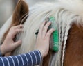 Girl grooming horse Royalty Free Stock Photo