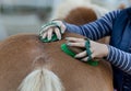 Girl grooming horse Royalty Free Stock Photo