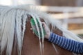 Girl grooming horse Royalty Free Stock Photo