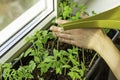 The girl grows seedlings on the windowsill Royalty Free Stock Photo