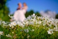 The girl and the guy are a couple, unrecognizable in a blur in the field of cosmos, bright green tones. Bright sunny day