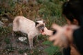 Girl hand caress wild beautiful cat with blue eyes. adoption con