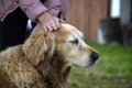 Girl hand on the head of old cute Labrador retriever Royalty Free Stock Photo