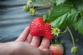 Girl hand hold ripe strawberry in garden, cold weather fruit