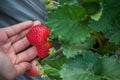 Girl hand hold ripe strawberry in garden, cold weather fruit