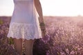 Girl hand holding a bouquet of fresh lavender in lavender field Royalty Free Stock Photo