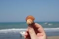 Girl hand holding sea shell, selective focus Royalty Free Stock Photo