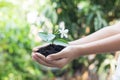 Girl hand holding young tree for prepare plant on ground, save world concept Royalty Free Stock Photo