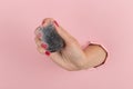 Girl hand holds a beauty blender for makeup from a hole in a pink background, copy space. Sponge in soapy foam, how to clean Royalty Free Stock Photo