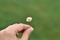 A girl hand holds a white daisy isolated on green blurred background. Autumn white field daisy covered with morning dew Royalty Free Stock Photo