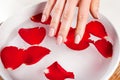 Delicate Nails Manicure: Girl\'s Hand Touching Water with Red Rose Petal