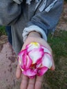 Girl hand offering flower petals Royalty Free Stock Photo