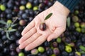 girl hand with olive, picking from plants during harvesting