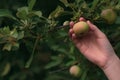 Girl hand picks a green apple fruit from a tree bush. Garden in the summer. Harvesting Royalty Free Stock Photo