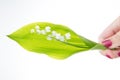 In girl hand White flowers lilies of the valley isolated on white Royalty Free Stock Photo