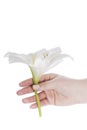 Girl hand with white lilia Royalty Free Stock Photo