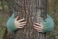 girl hands in fluffy warm sweater are hugging a tree trunk Royalty Free Stock Photo