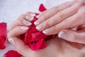 Woman hands with french manicure style and modern nails polish holding red rose petals in studio Royalty Free Stock Photo